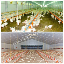 Auto Poultry Housing Equipemnt für Broiler Huhn